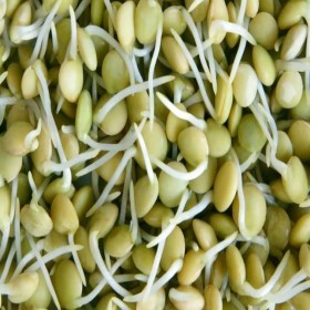  Sprouted Lentils 250g PKT 
