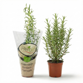  Rosemary Herbs POT 