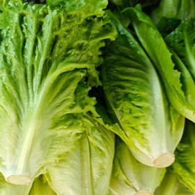 Local Lettuce Kg 