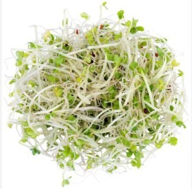  Holland - Broccoli Sprout PKT 