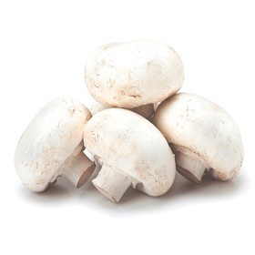  Mushroom Giant 400 gr PKT - Holland 