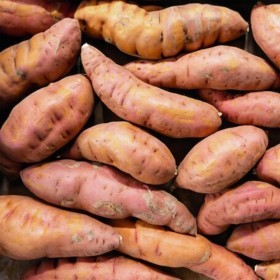  Yam Jewel Sweet Potato - USA 