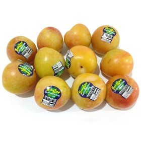  كوجا اصفر كيلو - استرالي 