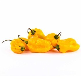  Holland - Yellow Habanero Chili Kg 