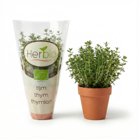  Thyme herb POT 
