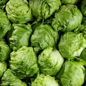  American Iceberg Lettuce Kg 