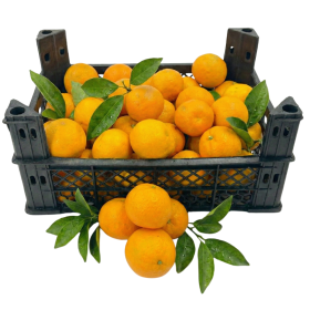  Syria - Mandarin 5 Kg Box 