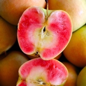  Hidden Rose Apple KG - USA 