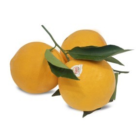  Tunisia-  Navel Orange Kg 