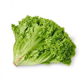  Green Lollo Biondo Lettuce Kg - Holland 