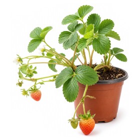  Organic Strawberry Plants 