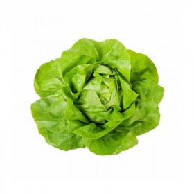  Lettuce Boston Kg - Holland 