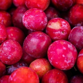  Tunisia Plum Red Kg 