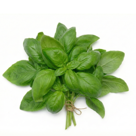  Holland - Basil 100g PKT 