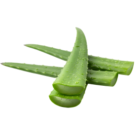  Aloe Vera Leaves KG - Spanish 