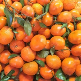  clementine kg - Morocco 