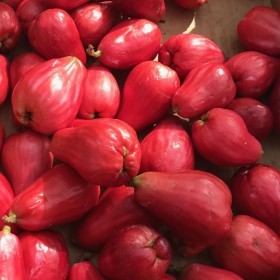  Apple Rose - Vietnam 