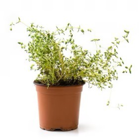  POT  Thyme herb 