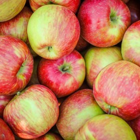  Honey Crisp Apples Kg - USA 