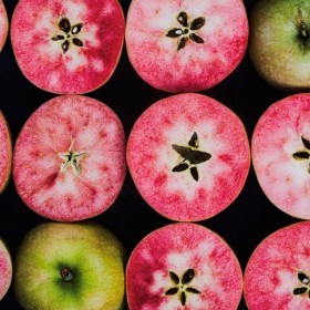  Hidden Rose Apple KG - USA 